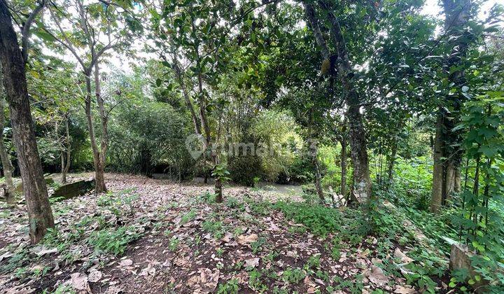 Tanah Hadap sungai 5 menit ke Pantai Kedungu 
(1/9) 7