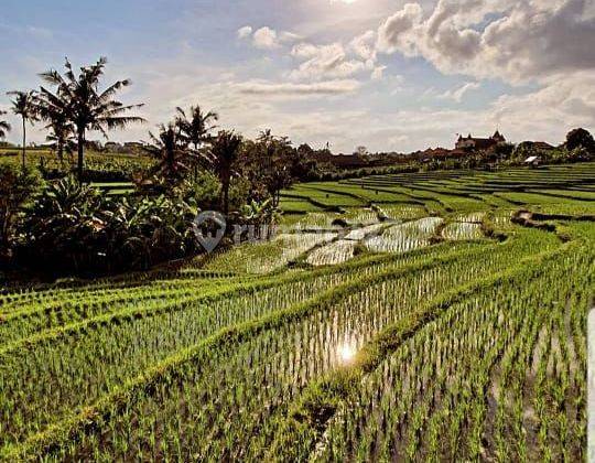 Rumah Dengan View Sawah Di Daerah Pegending Dekat Canggu Area 1