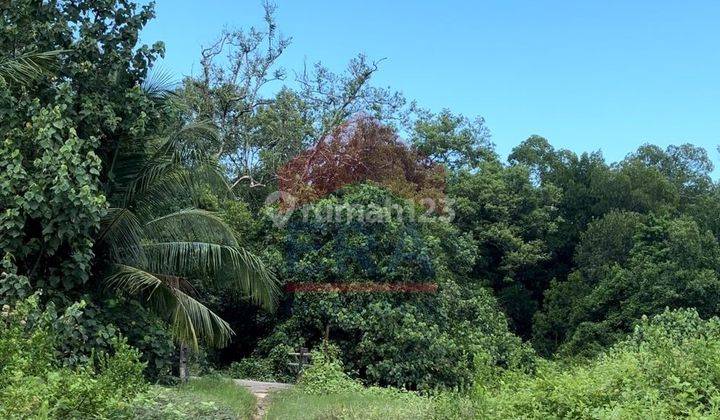 Tanah Mempawah sampai tepi laut bakau besar laut, mempawah 2