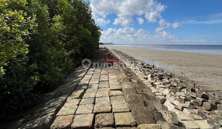 Tanah Mempawah sampai tepi laut bakau besar laut, mempawah 1