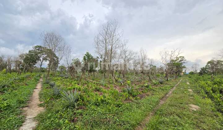 Tanah Kavling Jalan Parit Demang, Pontianak Tanah Kavling Jalan Parit Demang, Pontianak