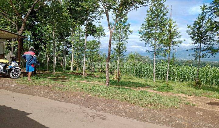 Dijual Lahan Kebun Murah di Nagrak Cibadak Sukabumi Dekat Tol 1