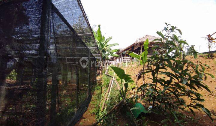 Dijual Tanah Kolam Ikan Rumah Saung Kebun Anggrek Sukabumi 2