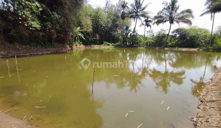 Dijual Tanah Kolam Ikan Produktif Air Melimpah Caringin Sukabumi 2