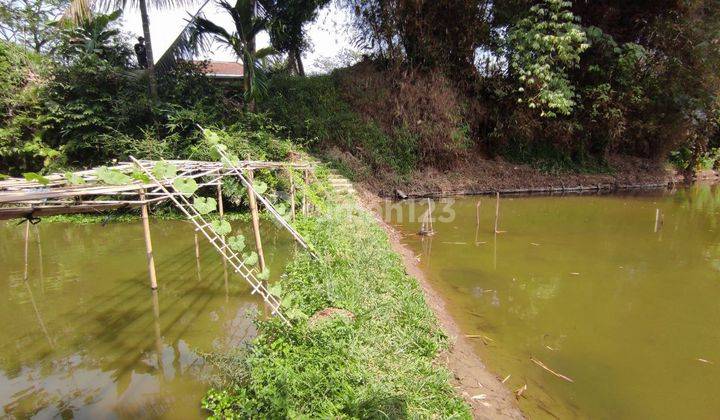 Dijual Tanah Kolam Ikan Produktif Air Melimpah Caringin Sukabumi 2