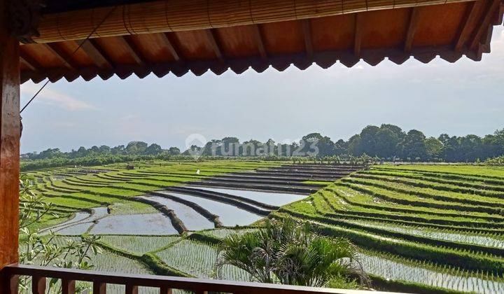 Di Jual Vila Canggu Dengan Pemandangan Sawah 1