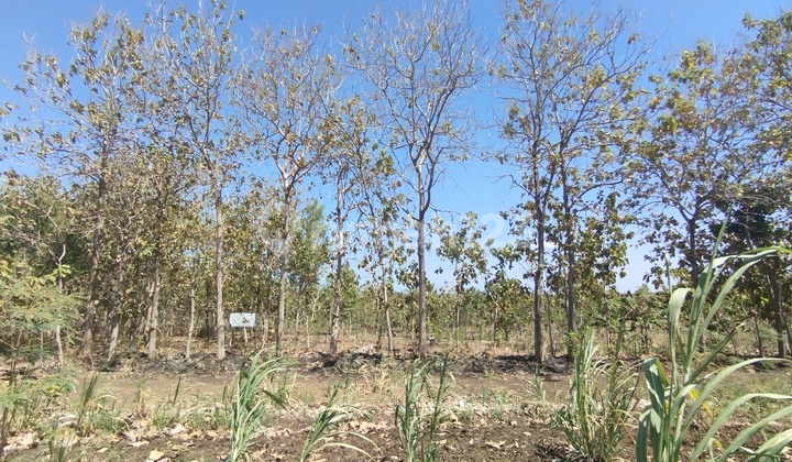 Tanah 82900 m2 Daerah Wonosari, Gunung Kidul (HGB) Bisa Nego Tanah 82900 m2 Daerah Wonosari, Gunung Kidul (HGB) Bisa Nego