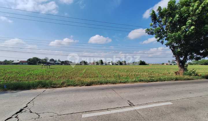 Productive Rice Fields in Ciranggon Karawang