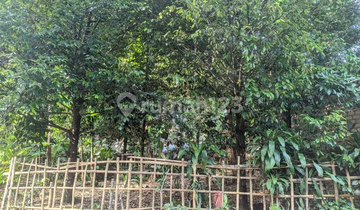 DI JUAL MURAH TANAH CIAPUS BOGOR BESERTA KEBON PALA DAN KEBON JENGKOL 1