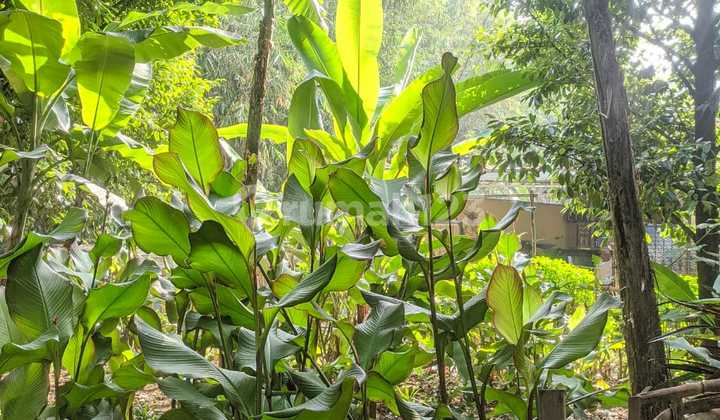 DI JUAL MURAH TANAH CIAPUS BOGOR BESERTA KEBON PALA DAN KEBON JENGKOL 2