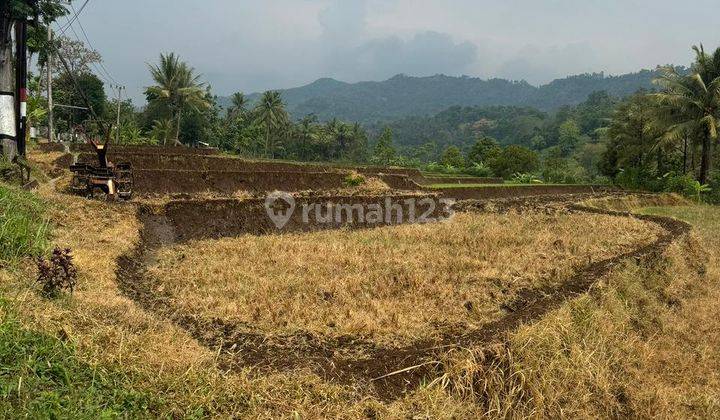 Tanah Sawah Di Poros Jalan Kondisi Subur Utk Tani Dan Inves Di Malang 2