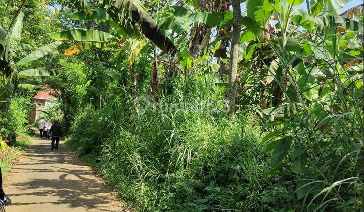 Tanah luas cocok untuk kavling di gajahrejo Purwodadi Pasuruan  1