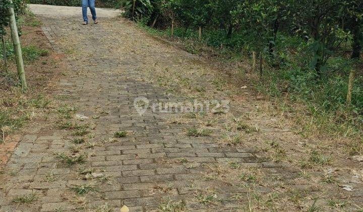 Kebun Jeruk Produktif Subur View Keren Area Bukit Jengkoang Batu 2