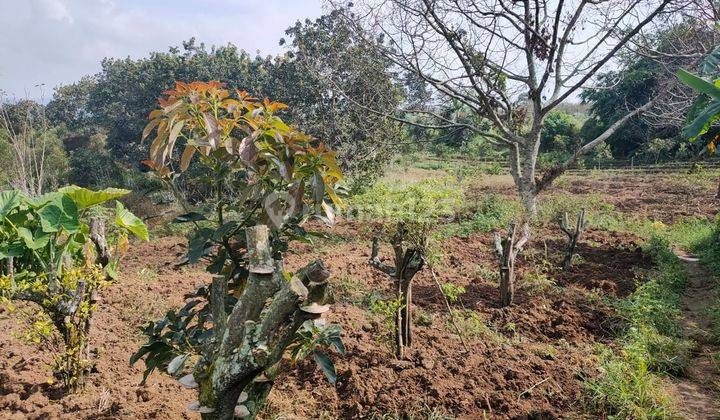 Tanah Luas Subur Murah Strategis Produktif di Bumiaji Kota Batu  2