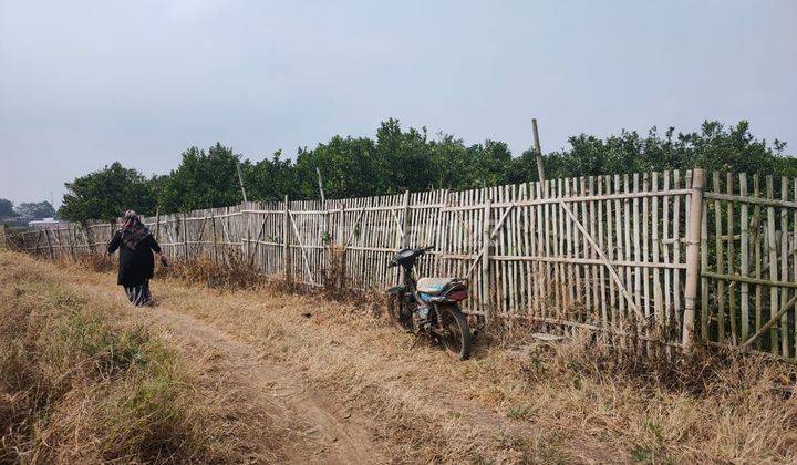 Tanah Kebun Jeruk Produktif Murah Strategis di Bumiaji Kota Batu 2