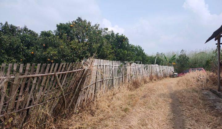 Tanah Kebun Jeruk Produktif Murah Strategis di Bumiaji Kota Batu 1