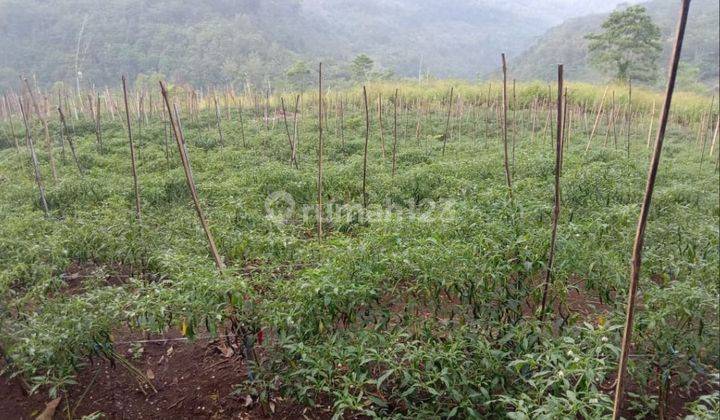 Tanah perkebunan luas dan murah di Donomulyo Malang 1