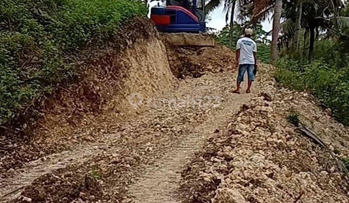 Tanah perkebunan luas dan murah di Donomulyo Malang 2