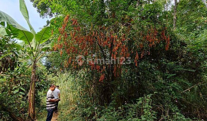 Tanah Perkebunan Luas Cocok Untuk Investasi di Pasuruan 1