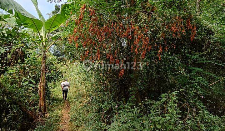 Tanah Perkebunan Luas Cocok Untuk Investasi di Pasuruan 2