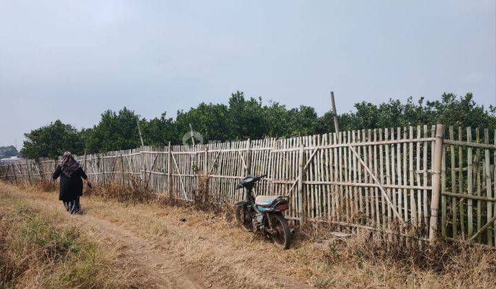 Tanah Kebun Jeruk Luas Murah Dekat Wisata di Kota Batu 1