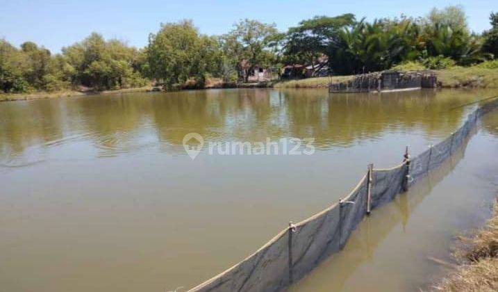 Tanah Tambak Udang dan Ikan Produktif di Jabon Sidoarjo 2