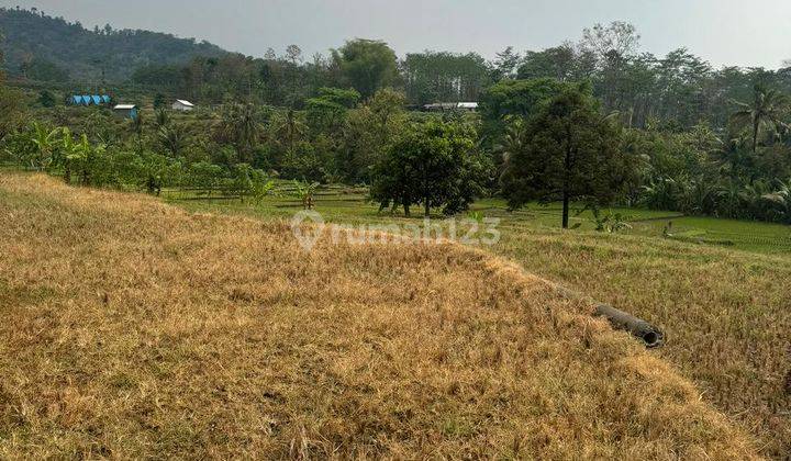 Tanah Sawah Di Poros Jalan Kondisi Subur Utk Tani Dan Inves Di Malang 2