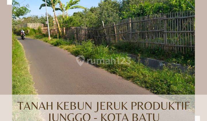 Tanah Kebun Jeruk Produktif Murah Di Junggo Batu  1