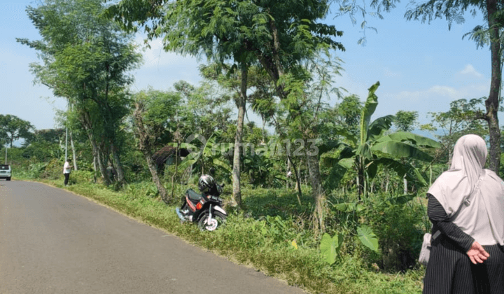 Tanah Luas Termurah Dikawasannya Subur Akses Mudah Di Pasuruan 1