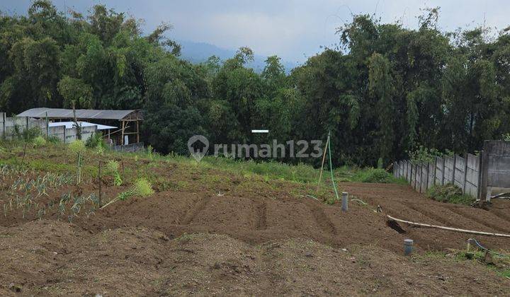 Tanah Kavling Luas Asri Poros Jalan Untuk Usaha Di Selecta Batu 1