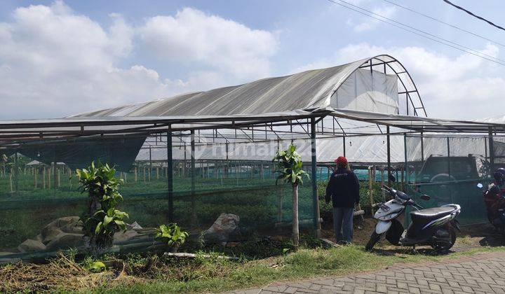 Tanah Murah View Terbaik Sejuk Segar Untuk Kebun Sayur Di Batu 2