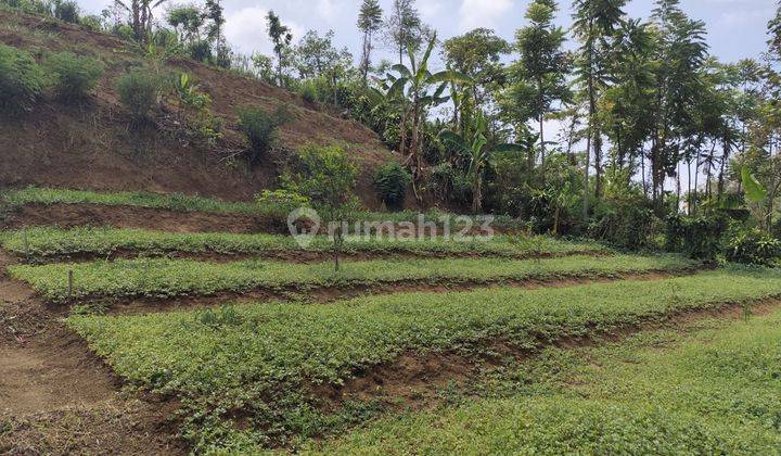 TANAH KEBUN SUBUR HARGA BAGUS DI BUMIAJI KOTA BATU. 2