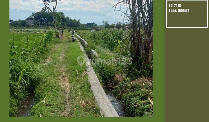 Tanah Sawah Ada Pohon Jeruk Luas Subur Harga Nego Dekat Dprd Batu 1