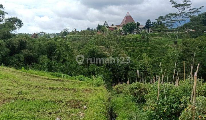 Tanah Sawah Ada Pohon Jeruk Luas Subur Harga Nego Dekat Dprd Batu 2