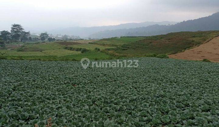 TANAH SAWAH SUBUR HARGA ISTIMEWA DI BUMIAJI KOTA BATU.  2