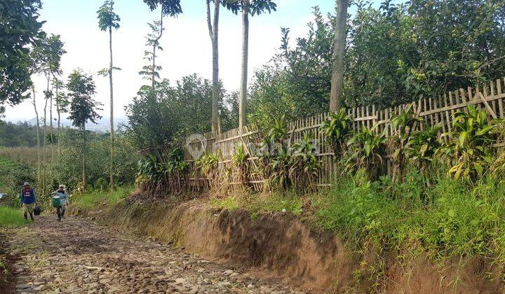 Kebun Apel Luas Produktif di Area Wisata Petik Apel Kota Batu 2