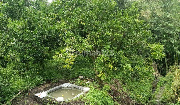 Kebun Jeruk Murah Super Strategis di Junrejo Kota Batu  2