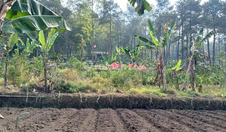 TANAH SUBUR HARGA BAIK DI SUMBERGONDO KOTA BATU.  2