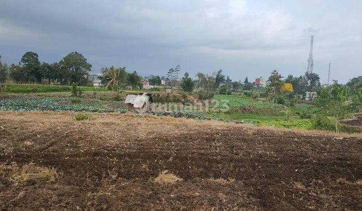 TANAH SAWAH SUBUR HARGA BAGUS DI PESANGGRAHAN KOTA BATU.  2