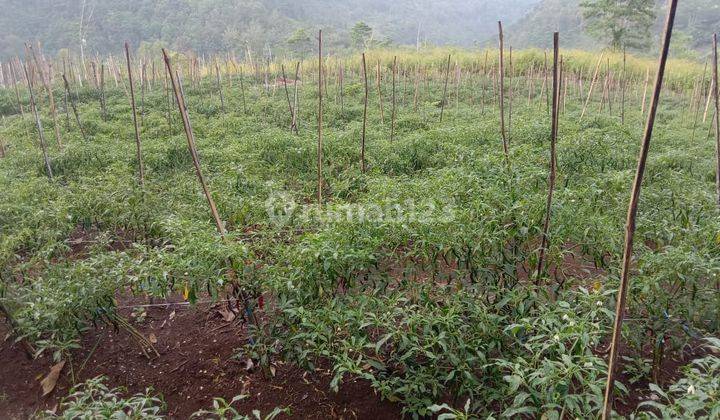 Tanah Kebun Murah Super Luas Subur Untuk Tanaman Pangan Di Malang 2