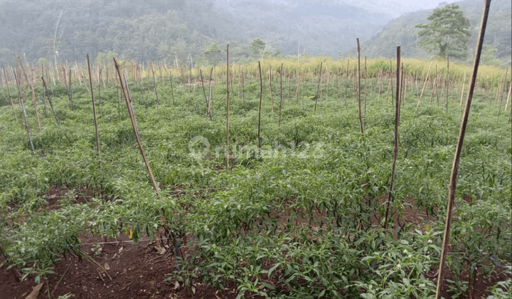 Tanah Kebun Murah Super Luas Subur Untuk Tanaman Pangan Di Malang 1