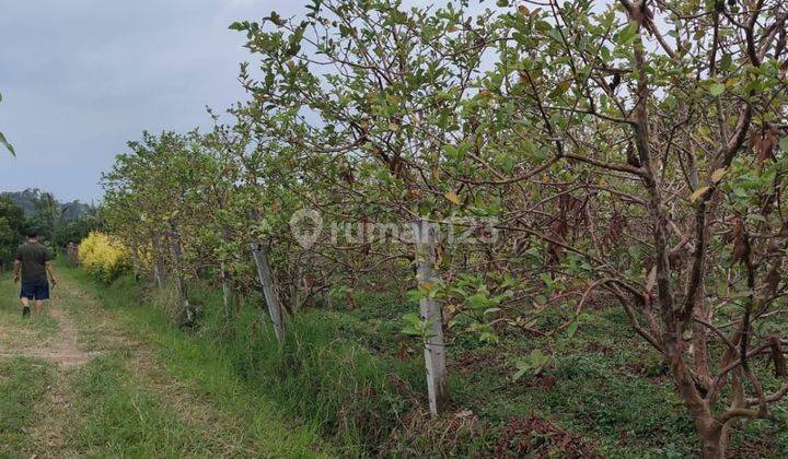 Tanah Dekat Baloga Untuk Bisnis Villa Akses Mudah Di Kota Batu 1