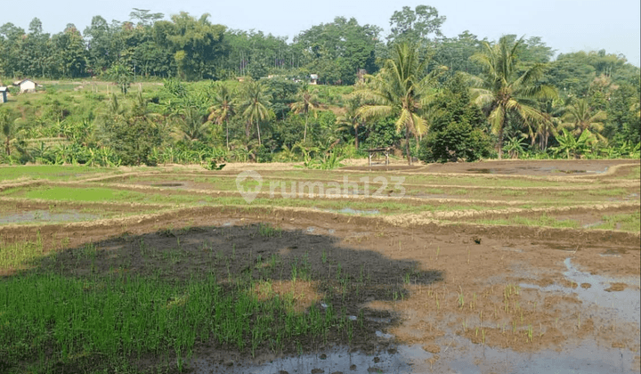 Tanah Sawah Subur Untuk Tani Pinggir Jalan Aspal Di Kab, Malang 1