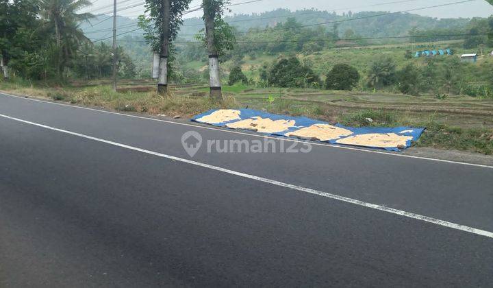 Tanah Sawah Subur Untuk Tani Pinggir Jalan Aspal Di Kab, Malang 2