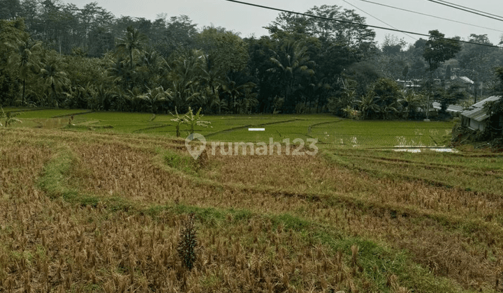 Tanah Sawah Poros Jalan Kondisi Subur Utk Tani Inves Di Malang 1