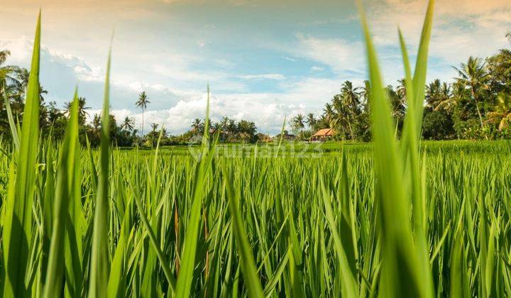 Rumah Subsidi Premium 400 Jutaan Termurah Maksoem Village Ngawi 2