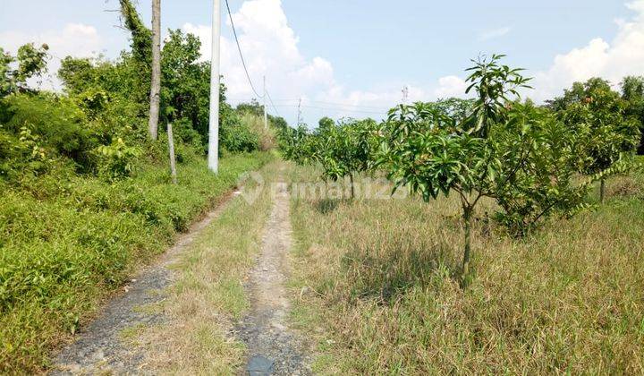 Tanah Di Jalur Pantura Tegal Pemalang Daerah Demangharjo 2