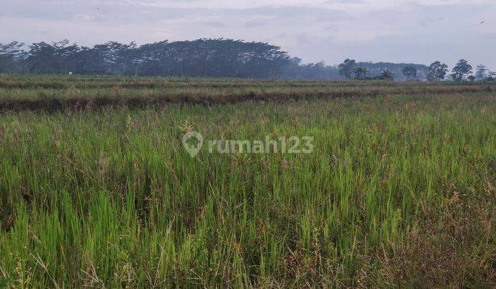 Tanah Sawah di Daerah Lebakbarang 1