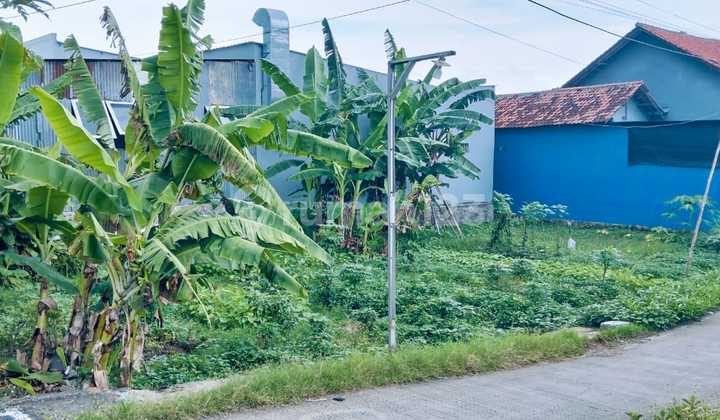 Tanah di Daerah Pantura Tegal Petarukan Dekat Kawan Industri Tanah di Daerah Pantura Tegal Petarukan Dekat Kawan Industri
