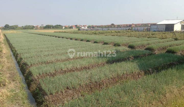 Tanah Sawah Daerah Pasar Batang Dekat Kantor Pemda Brebes 1